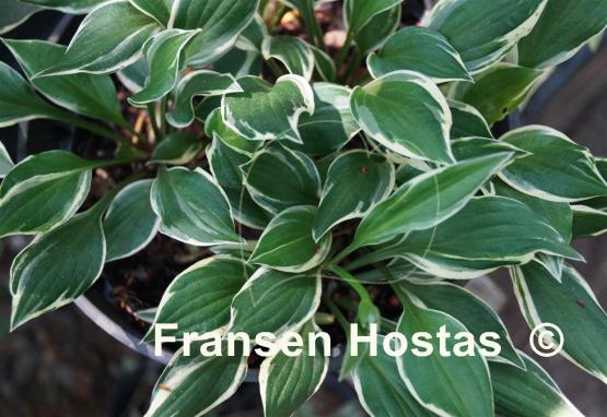 Hosta Lakeside Zinger